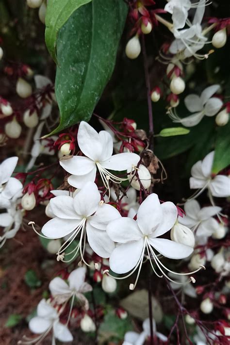 垂枝茉莉風水|垂茉莉 – 菁芳園綠生活